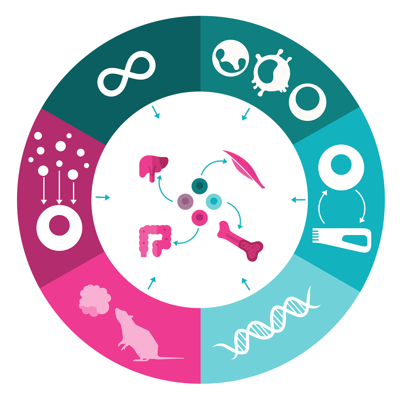 Decoding adult stem cells: exploring the hallmarks of stemness