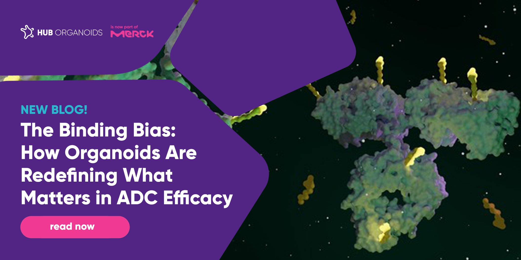 The Binding Bias: How Organoids Are Redefining What Matters in ADC Efficacy